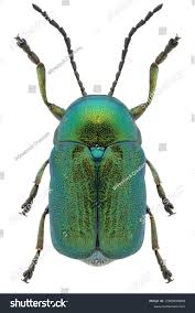 Attēlu rezultāti vaicājumam “Cryptocephalus aureolus, Cryptocephalus sericeus”