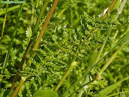 Attēlu rezultāti vaicājumam “Filipendula vulgaris leaf”