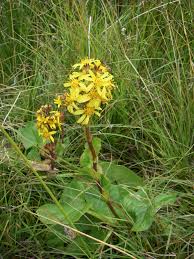 Attēlu rezultāti vaicājumam “Ligularia sibirica flower”