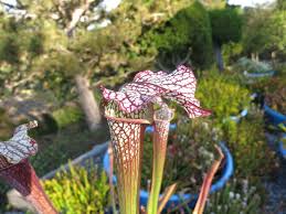 Attēlu rezultāti vaicājumam “Neckera complanata sporophyte”