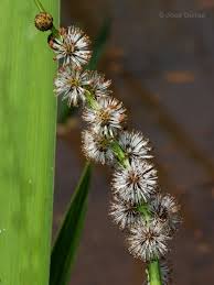 Attēlu rezultāti vaicājumam “Sparganium neglectum”