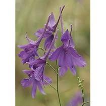 Image result for Consolida ajacis oder Consolida regalis