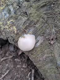 Attēlu rezultāti vaicājumam “Reticularia sp.”