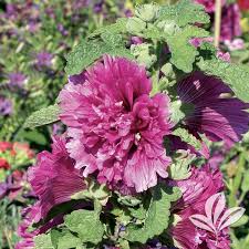 Image result for Alcea rosea