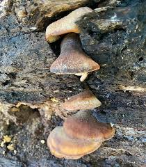 Attēlu rezultāti vaicājumam “Lentinellus ursinus”