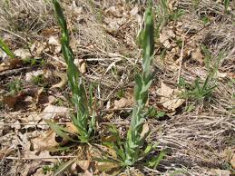 Attēlu rezultāti vaicājumam “Arabis glabra”