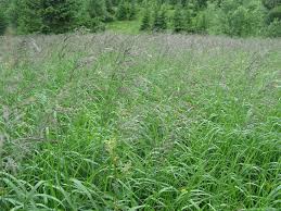 Attēlu rezultāti vaicājumam “Calamagrostis purpurea”