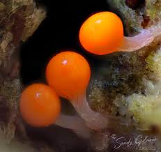 Attēlu rezultāti vaicājumam “Hemitrichia decipiens spores”