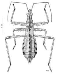 Attēlu rezultāti vaicājumam “Nabidae”