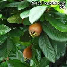 Attēlu rezultāti vaicājumam “Mespilus germanica”