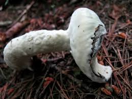 Attēlu rezultāti vaicājumam “Hypomyces chrysospermus”