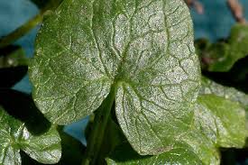 Attēlu rezultāti vaicājumam “Ficaria verna leaf”