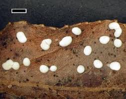 Attēlu rezultāti vaicājumam “Didymium difforme spores”