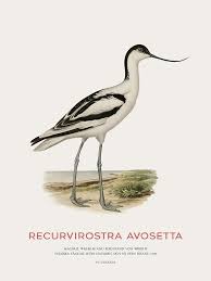 Attēlu rezultāti vaicājumam “Recurvirostra avosetta”