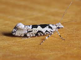 Attēlu rezultāti vaicājumam “Ypsolopha sequella”