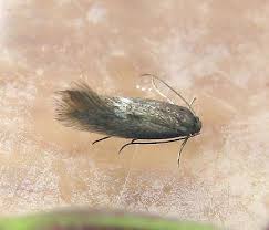 Attēlu rezultāti vaicājumam “Elachistidae”