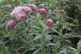 Image result for Eupatorium cannabinum