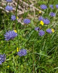 Attēlu rezultāti vaicājumam “Jasione montana leaf”