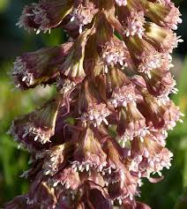 Attēlu rezultāti vaicājumam “Petasites hybridus flower”