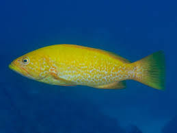 Image result for Mycteroperca olfax