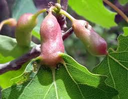 Attēlu rezultāti vaicājumam “Contarinia petioli”