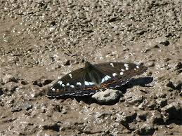 Attēlu rezultāti vaicājumam “Limenitis populi”
