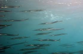 Attēlu rezultāti vaicājumam “Belone belone”