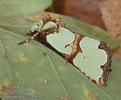 Attēlu rezultāti vaicājumam “Staurophora celsia”