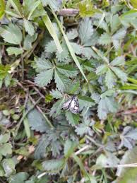 Attēlu rezultāti vaicājumam “Anania stachydalis”