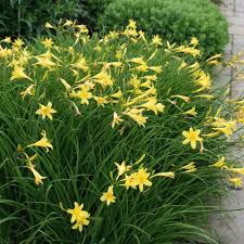 Attēlu rezultāti vaicājumam “Hemerocallis lilioasphodelus”