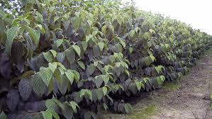 Attēlu rezultāti vaicājumam “Viburnum lantana”