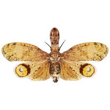 Attēlu rezultāti vaicājumam “Fuligo licentii macro”