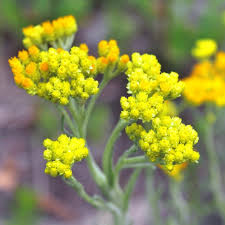 Attēlu rezultāti vaicājumam “Helichrysum arenarium flower”