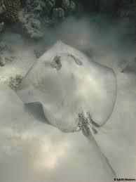 Image result for Himantura uarnak