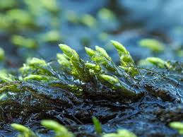 Attēlu rezultāti vaicājumam “Platyhypnidium riparioides”