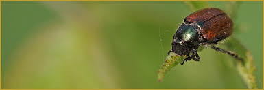 Attēlu rezultāti vaicājumam “Phyllopertha horticola imago”