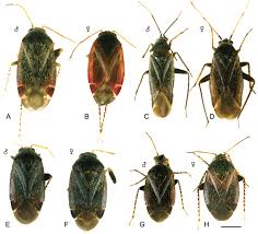 Attēlu rezultāti vaicājumam “Psallus sp.”