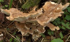 Attēlu rezultāti vaicājumam “Bondarzewia mesenterica”