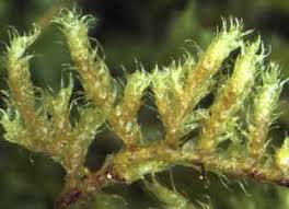 Attēlu rezultāti vaicājumam “Hypnum pallescens sporophyte”