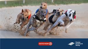 Image result for Reading Greyhound Track