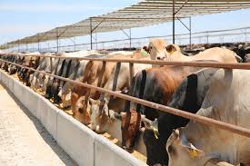 Image result for ganado bovino