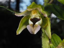 Attēlu rezultāti vaicājumam “Epipactis helleborine flower”