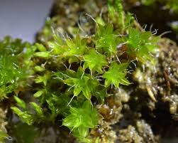 Attēlu rezultāti vaicājumam “Gymnostomum calcareum macro”