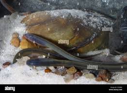 Attēlu rezultāti vaicājumam “Lampetra planeri”