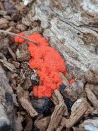 Attēlu rezultāti vaicājumam “Tubiferaceae”