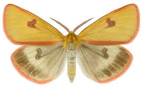 Attēlu rezultāti vaicājumam “Diacrisia sannio”