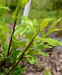 Attēlu rezultāti vaicājumam “Salix daphnoides subsp. acutifolia”