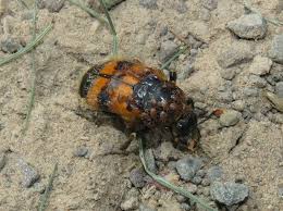 Attēlu rezultāti vaicājumam “Poecilochirus sp.”