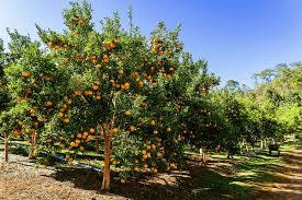 Attēlu rezultāti vaicājumam “Juglans x sinensis fruit”