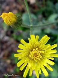 Attēlu rezultāti vaicājumam “Pilosella officinarum flower”